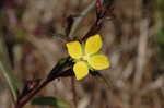 ludwigia